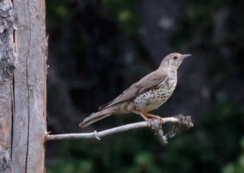 Miniature